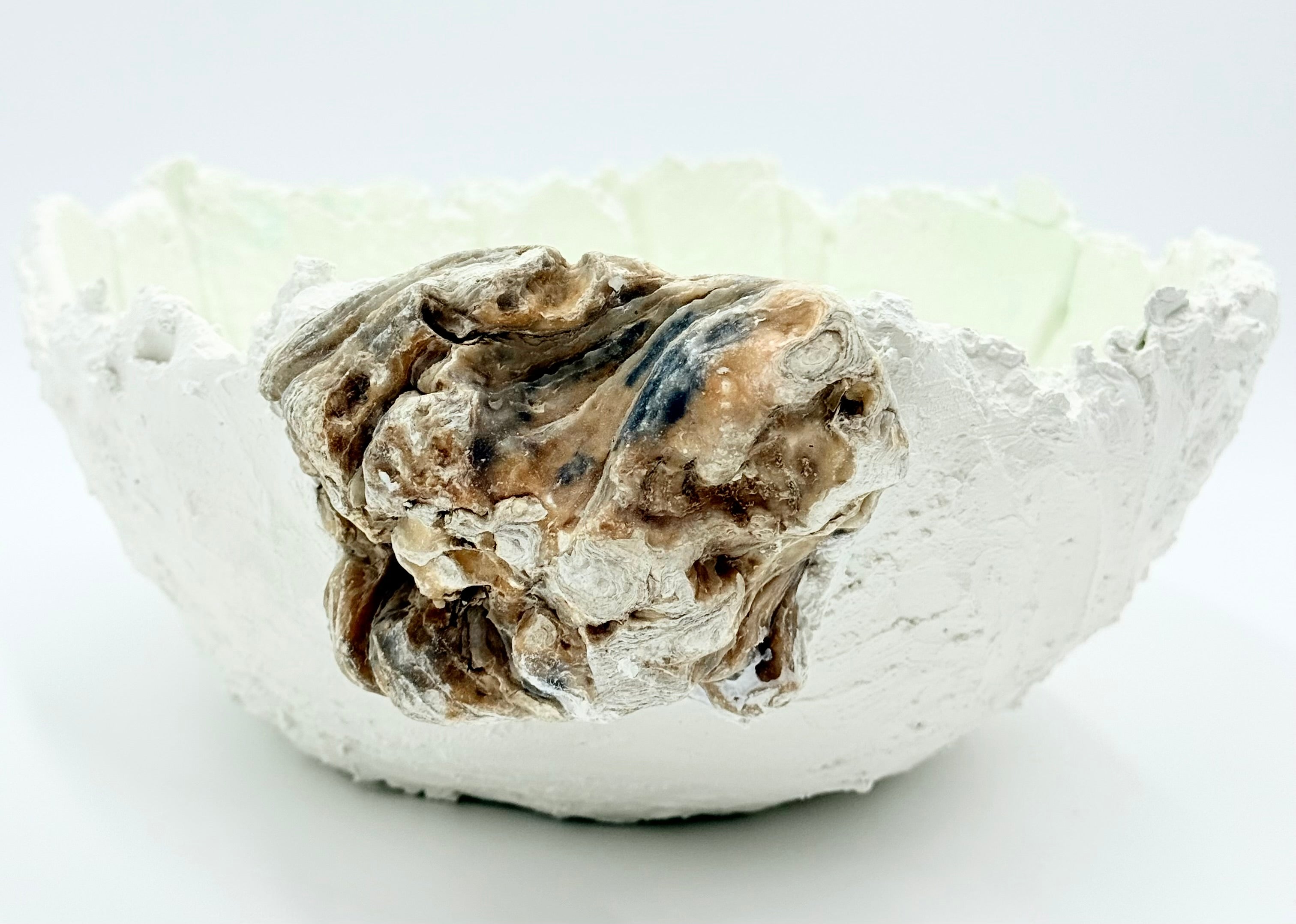 Oyester shell 1