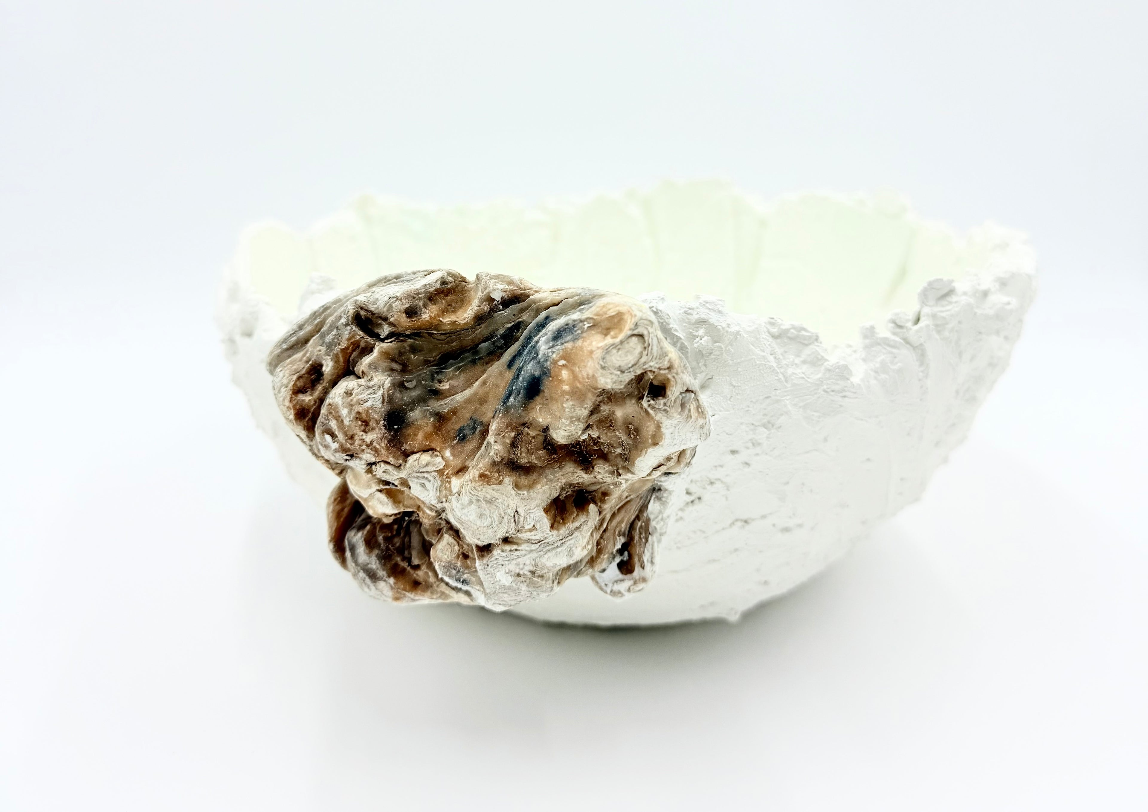 Oyester shell 1