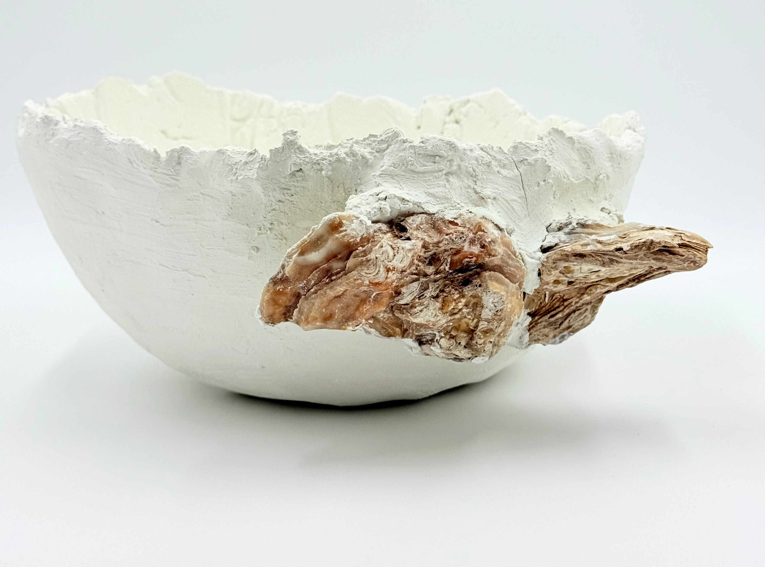 Oyester shell 2