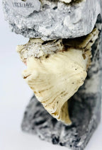 Queen’s Crown Viktamna